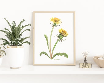 Watercolor Dandelion flowers - Botanical Art Watercolor