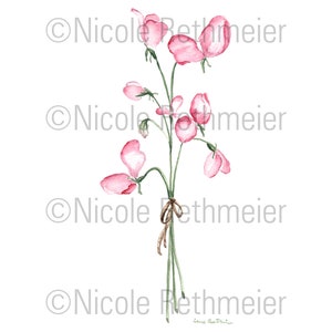 Puede incluir: Una pintura de acuarela de un ramo de flores de guisante dulce rosa con tallos verdes atados con una cinta marr&oacute;n.