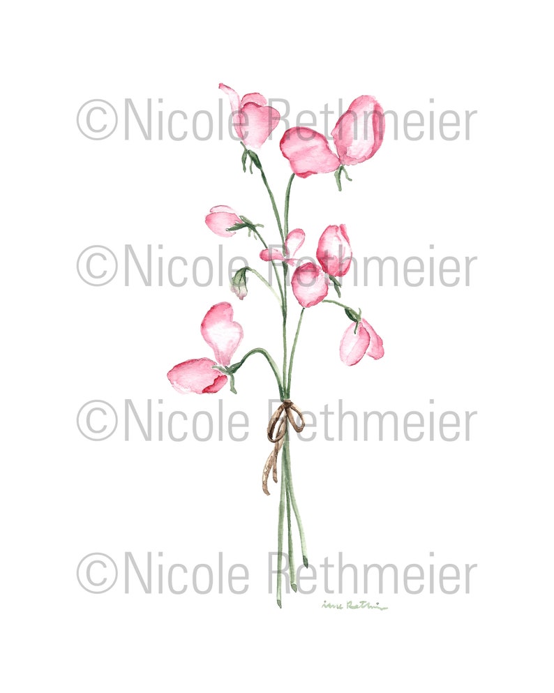 Puede incluir: Una pintura de acuarela de un ramo de flores de guisante dulce rosa con tallos verdes atados con una cinta marr&oacute;n.