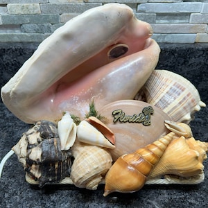 May include: A collection of seashells arranged in a decorative display. The largest shell is a pink conch shell with a gold "Florida" emblem. Other shells include a brown and white striped shell, a small white shell, and a brown and white shell with a spiral pattern.