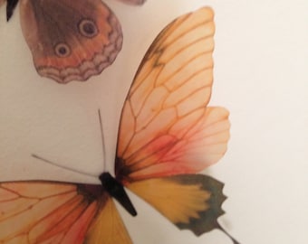 3D Butterfly Wall Art: Orange & Brown Tropical Decor