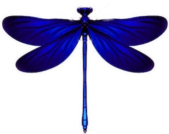 4 Sappire Blue 3D Removable Dragonflies Dragonfly Wedding Decorations Dragonfly Dragonfly wall art decorations other colours available.