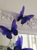 4 Luxury Amazing in Flight  Butterflies 3D  Butterfly Wall Art 