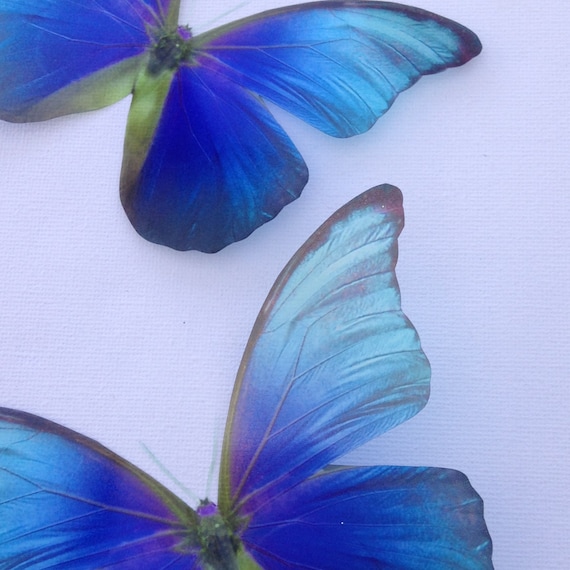 Wandaufkleber Schmetterling Blaue fliegende Schmetterlinge