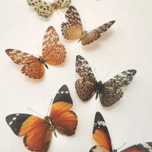 10 Natürliche 3D Schmetterlinge Schmetterling Bilderrahmen Hauswand Hochzeit Dekoration Schlafzimmer Möbel Vitrine Vogelkäfig Dekorationen