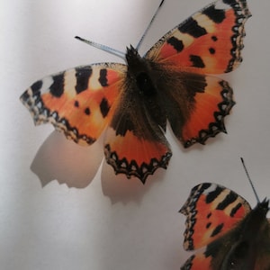 Può includere: Due farfalle arancioni e nere con segni bianchi su uno sfondo bianco.