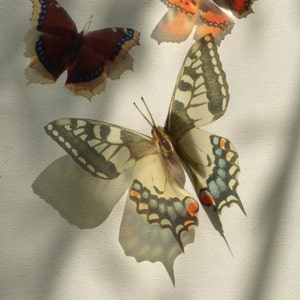 5 Natural British Butterflies 3D  Sun Catcher Home Furniture Window Decorations Nursery Decorations Wedding Decorations 4 @ 3"   1 @ 5.5"