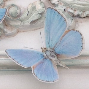 4 Tiny Blue 3D Reproduction British Adonis Butterflies 2 " each Picture Framing Furniture applique wedding decorations Butterfly Decorations