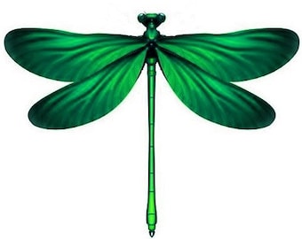 4 Jade Green 3D Removable Dragonflies Dragonfly Wedding Decorations Dragonfly Dragonfly wall art decorations other colours available.