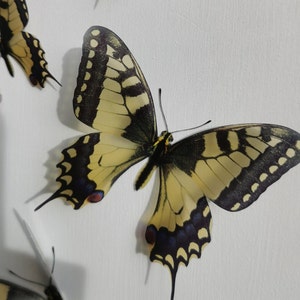 4 Replica 3D British Butterflies Butterfly Decorations Swallowtail Butterflies Butterfly Wall art Wedding Decorations Picture Framing 4@ 4"