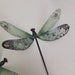 see more listings in the Dragonflies section