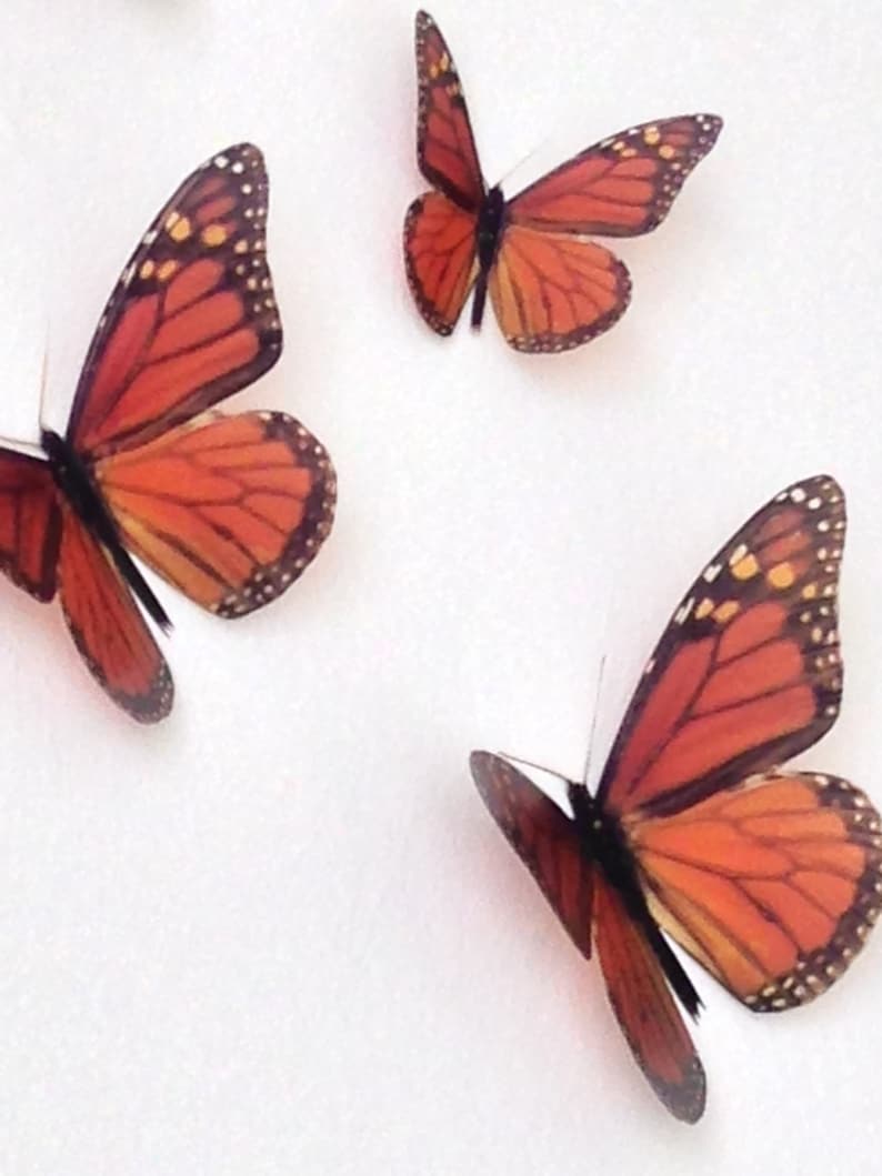 May include: Three orange and black monarch butterflies with brown veins on their wings. The butterflies are arranged in a triangular pattern on a white background.