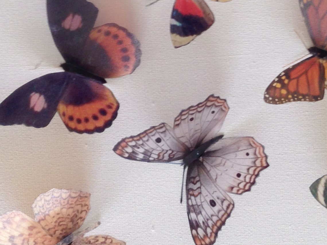 10 Natural 3D Butterflies Butterfly Picture Frame Home Wall Wedding ...