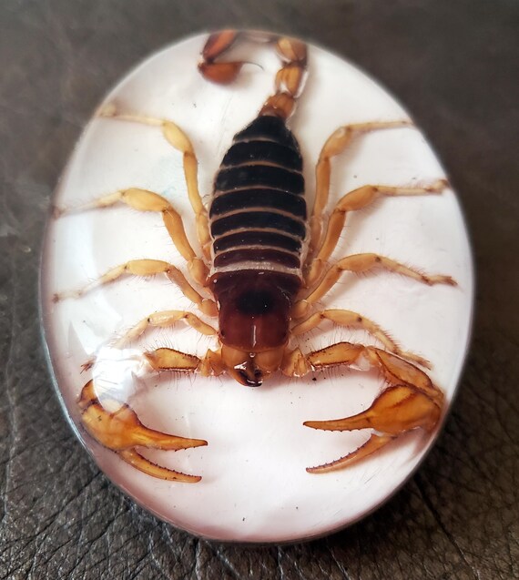 Handmade Real Scorpion Belt Buckle Made in Mexico UK