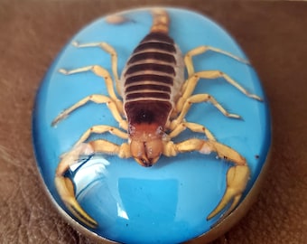 Handmade Cowboy Belt Buckle Real Scorpion Made in Mexico