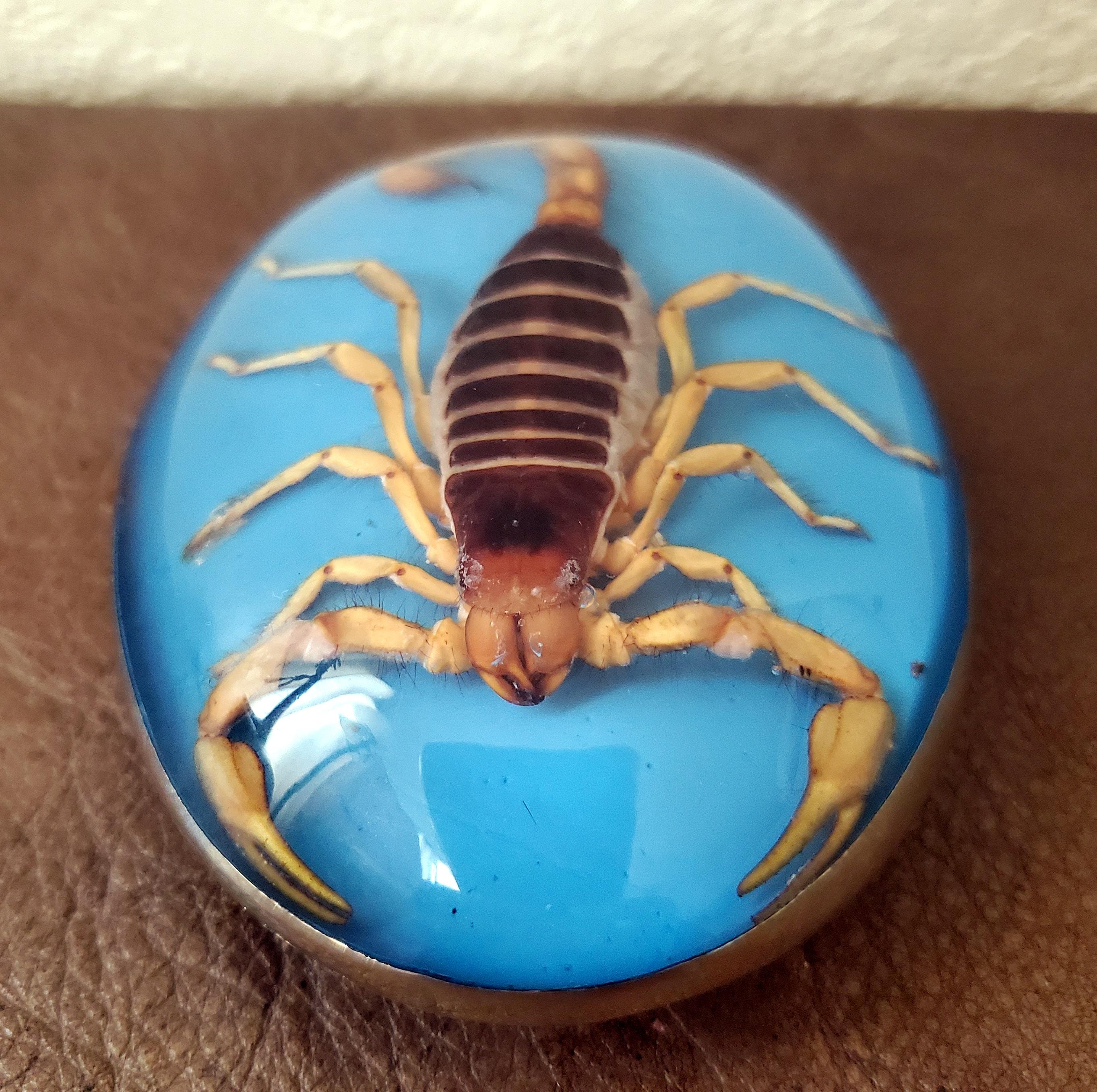 Scorpion in Resin Belt Buckle