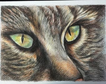 Wild cat pencil drawing ( framed) original art