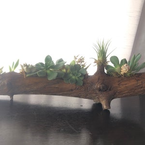 Wood planter with live succulents