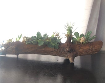 Wood planter with live succulents