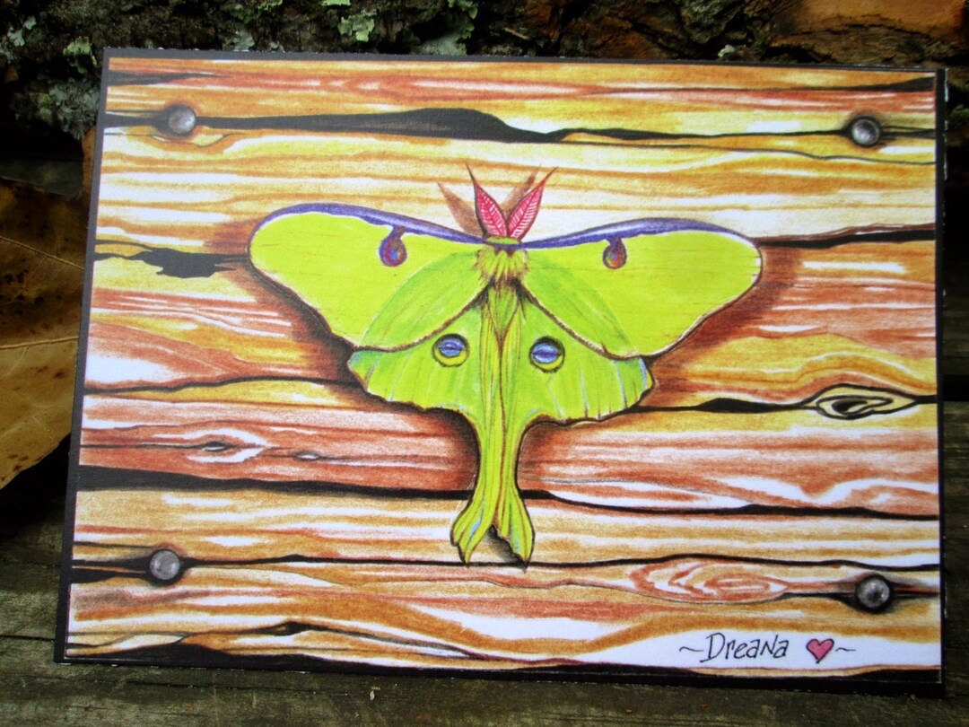 Magical Moths, Luna Moths, Woodland Luna Moth, Colored Pencil Luna Moth ...