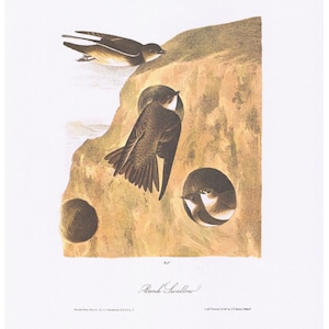 Bank Swallow Bird Audubon 1979 Vintage Animal Art Print Page