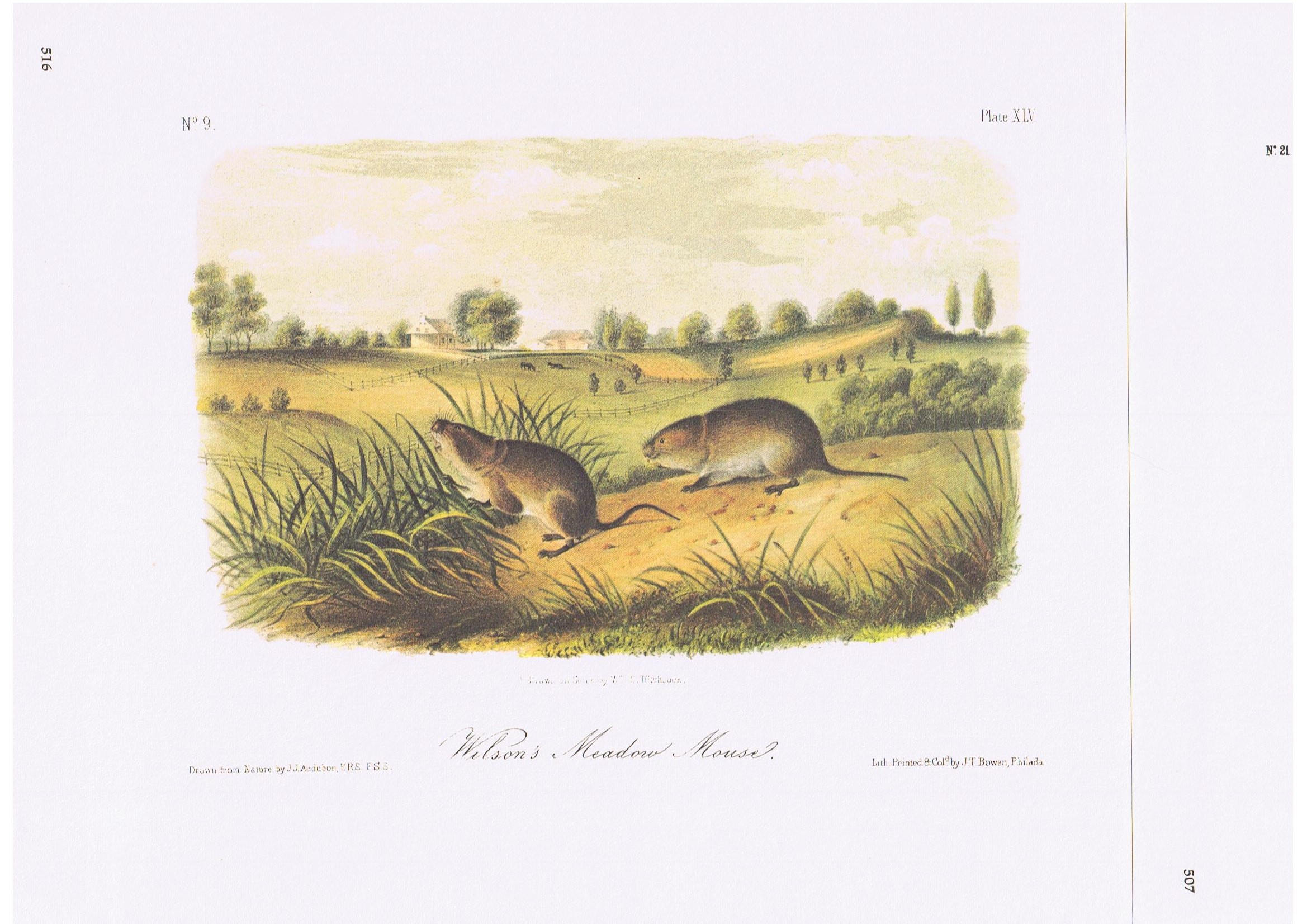 6x Bulk 1979 Vintage Mammals Animal Art Print Pages - Etsy