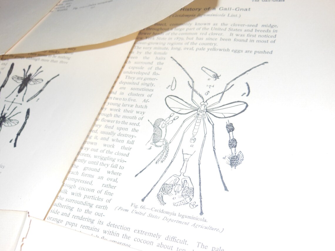 15 Antique Insect Book Pages 1912 Paper Ephemera Supplies Lot | Etsy