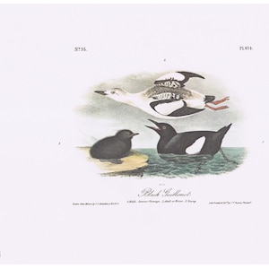 Black Guillemot Bird Audubon 1979 Vintage Animal Art Print Page