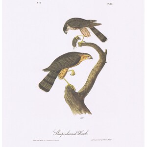 Sharp – Shinned Hawk Audubon 1979 Jahrgang Kunst Seite drucken
