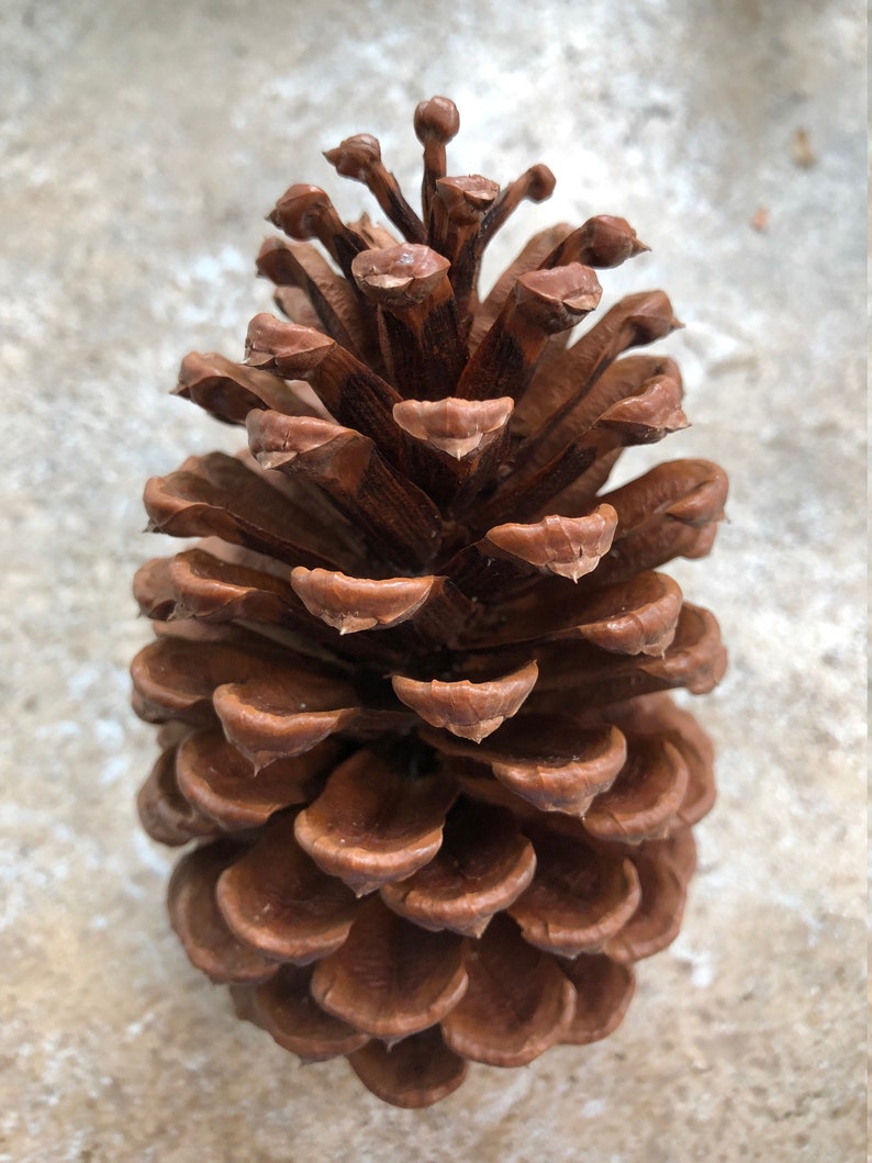 12 Real Pinecones Large Natural Pinecones Rustic Wedding Etsy