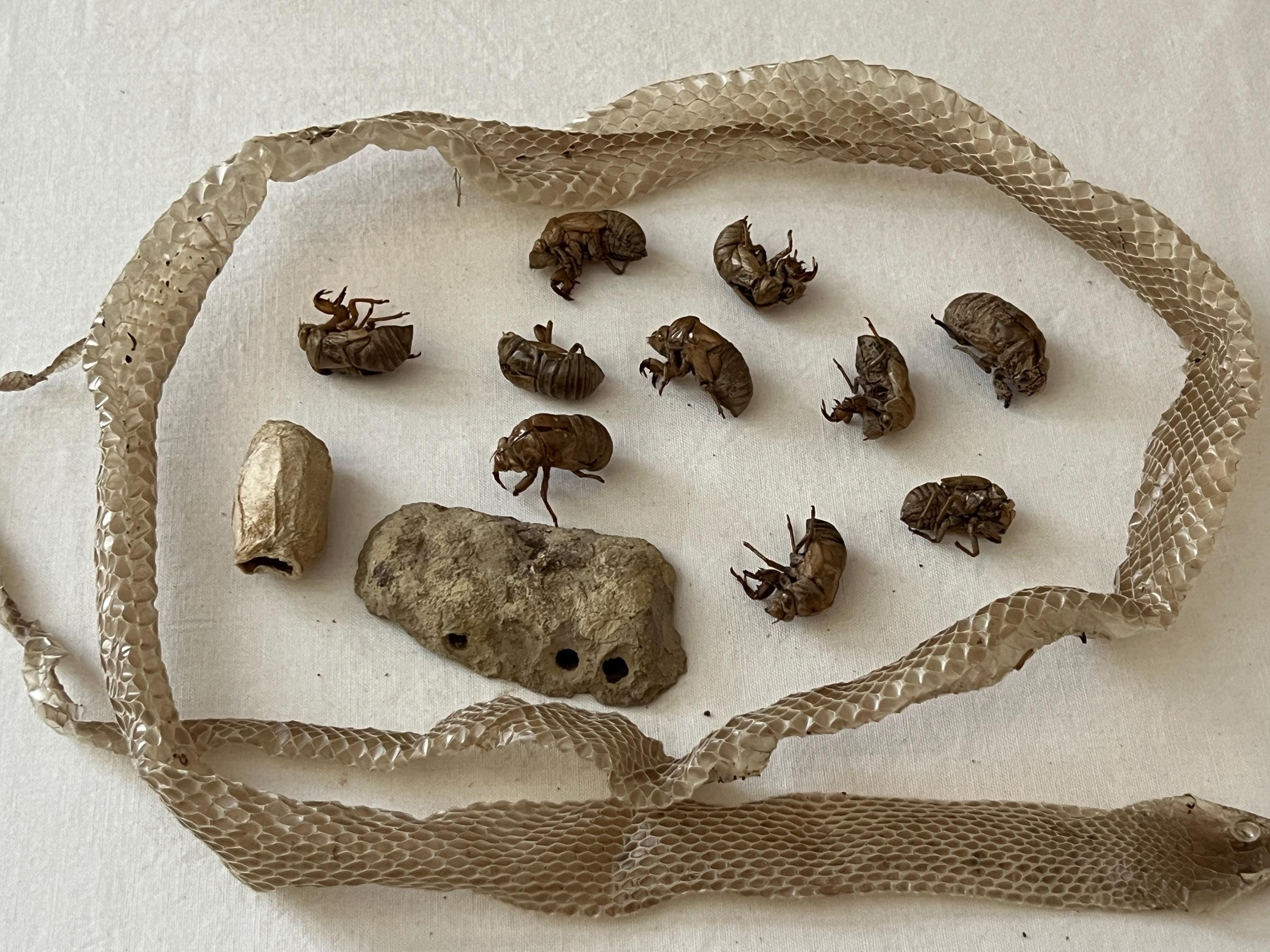 Snake Shells Shed Molted Snake Skin, Cicada Shells, Wasp Nest, Curiosity Forage ...