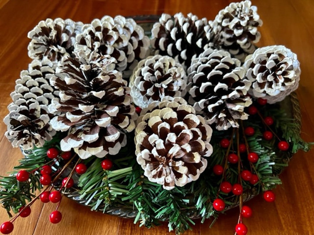 12 Painted Pine Cones, 12 White Tipped Pine Cones, White Tip