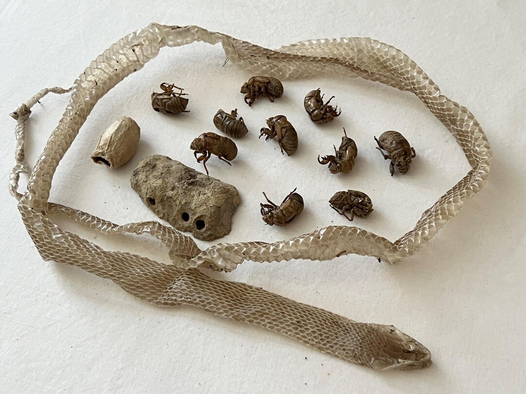 Snake Shells Shed Molted Snake Skin, Cicada Shells, Wasp Nest, Curiosity Forage ...
