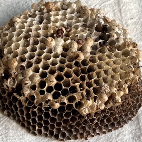 Paper Wasp Nest, Large Intricate Paper Wasp Nest