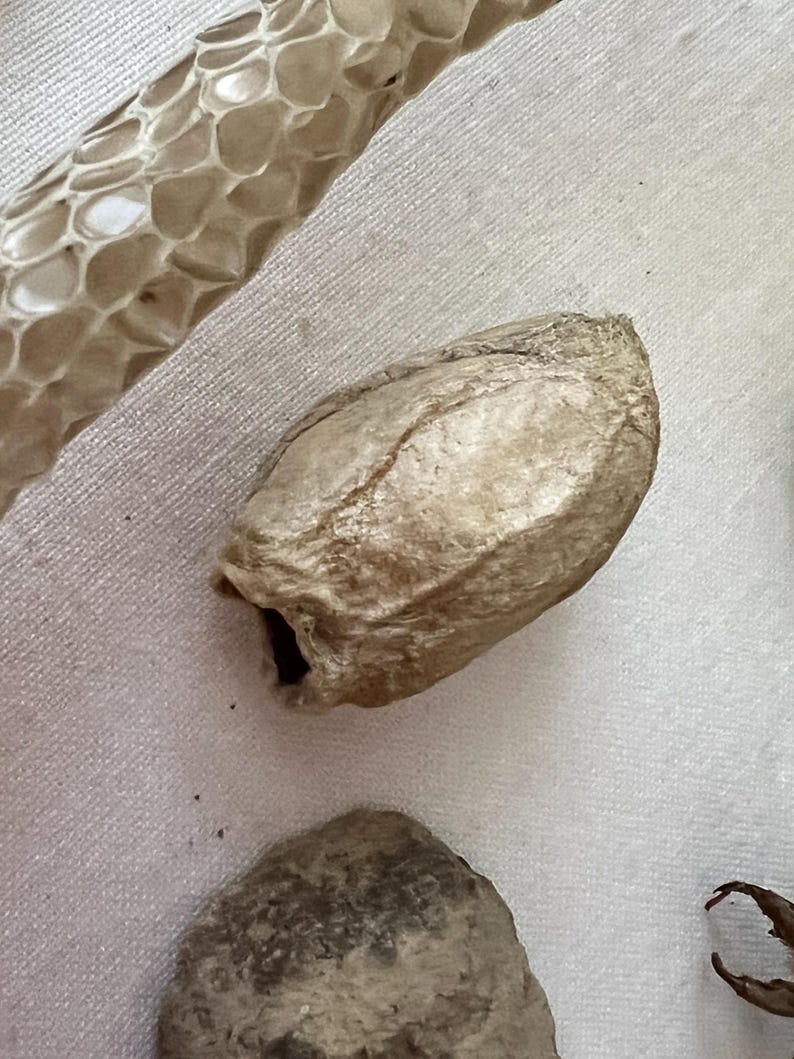 Snake Shells Shed Molted Snake Skin, Cicada Shells, Wasp Nest, Curiosity Forage ...