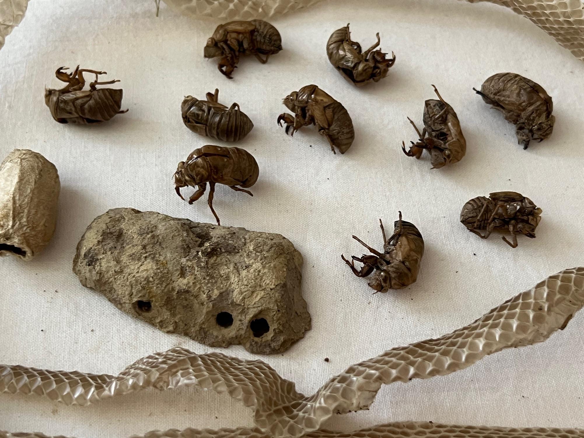 Shed Molted Snake Skin, Cicada Shells, Wasp Nest, Curiosity Forage ...