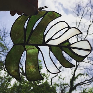 Monstera Albo Deliciosa Borsigiana Stained Glass Monstera