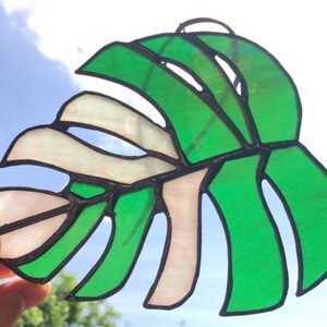 Monstera Albo Deliciosa Borsigiana Stained Glass Monstera