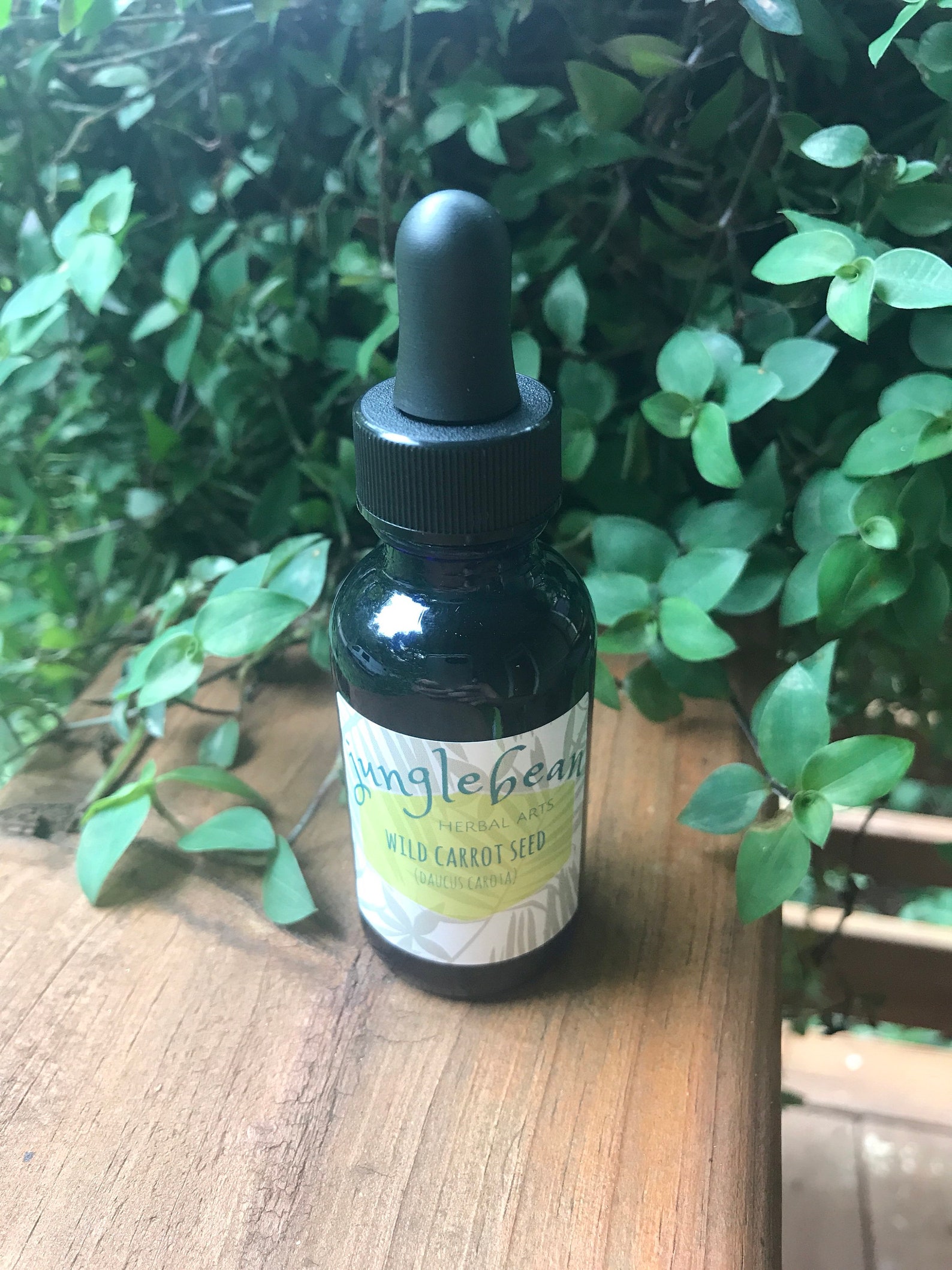 WILD CARROT SEED daucus Carota Single Herb Tincture Etsy Canada