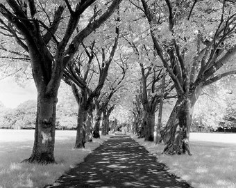 Edinburgh // Scotland // Meadows // Coronation Walk // Fine Art Print // Black and White Photograph // Wall Art // Decor