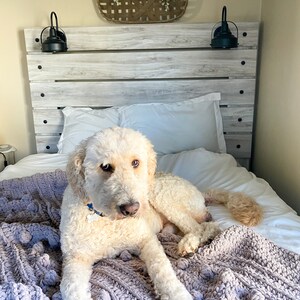 May include: A white dog with a blue collar is lying on a bed with a purple blanket. The bed has a white wooden headboard with black metal sconces on either side. There is a woven basket with a wreath hanging above the headboard.