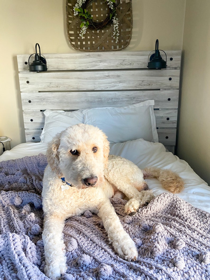 May include: A white dog with a blue collar is lying on a bed with a purple blanket. The bed has a white wooden headboard with black metal sconces on either side. There is a woven basket with a wreath hanging above the headboard.