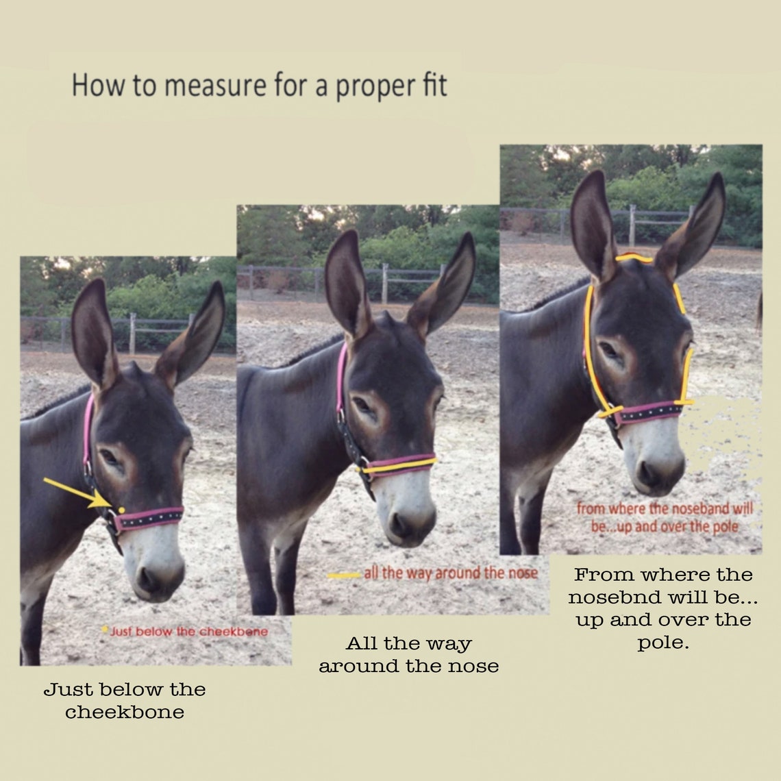 Miniature Donkey Halter W/ Overlay choose Color Etsy