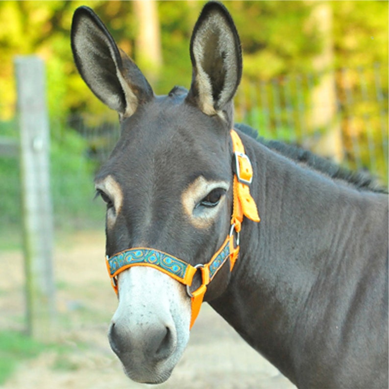 Download Miniature Donkey Halter & Lead Rope bundle Choose color | Etsy