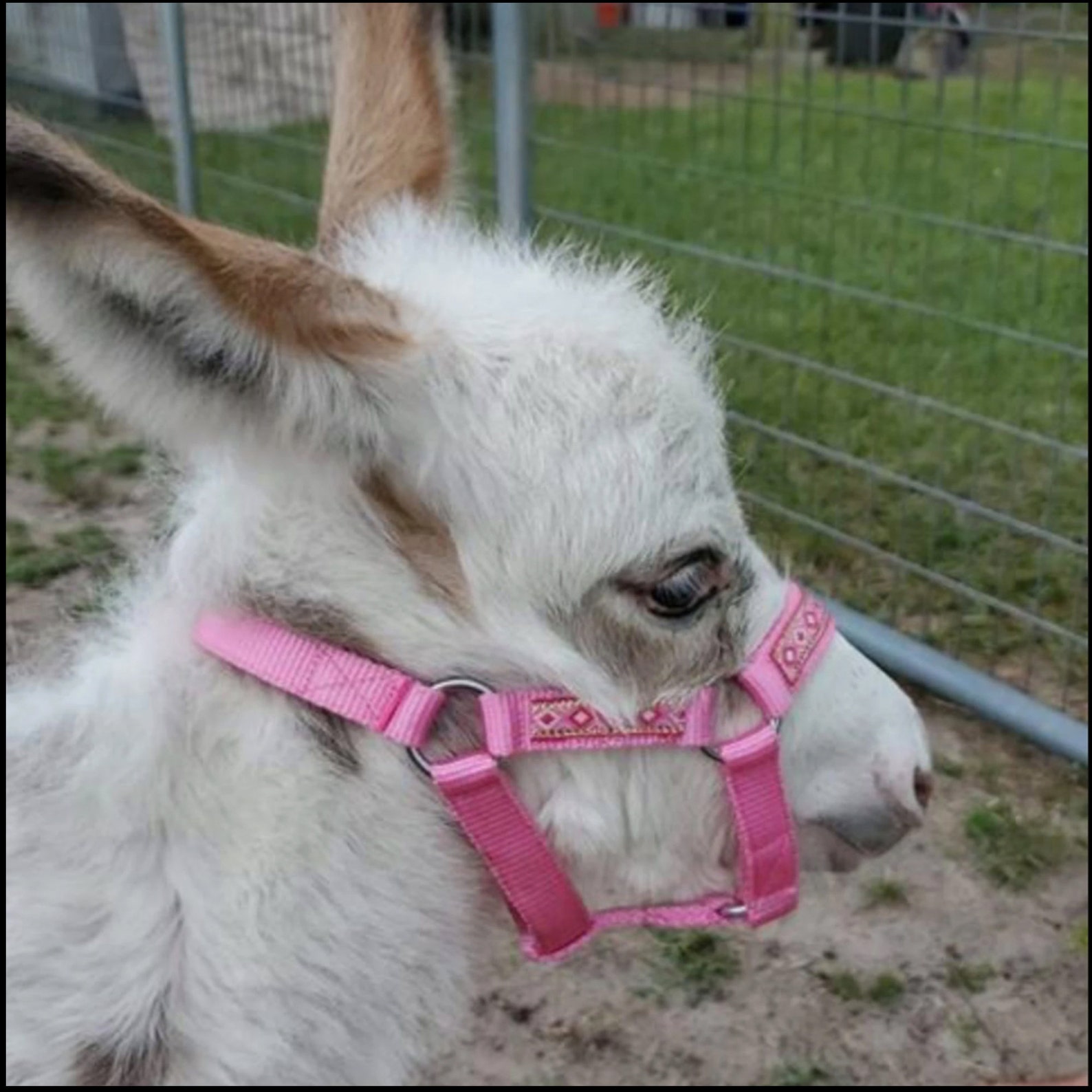 Miniature Donkey Foal & Small Size Halter w/ overlay Choose Etsy