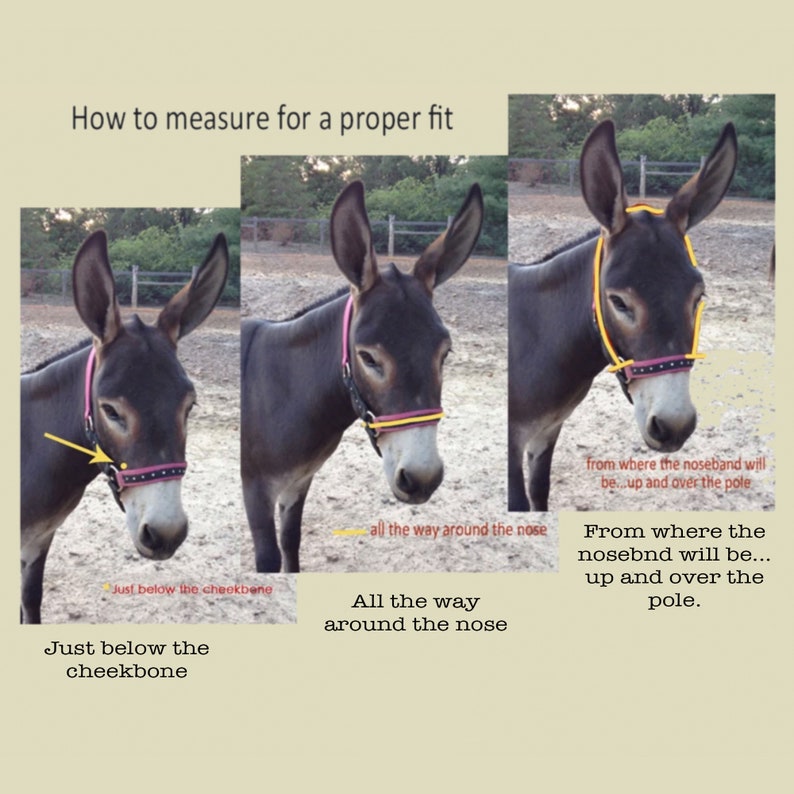 Miniature Donkey Halter & Lead Rope Bundle choose Color Etsy