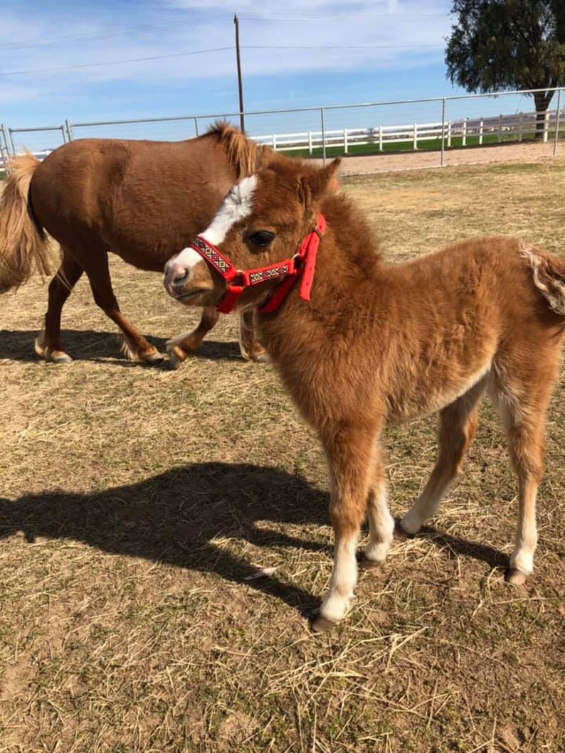 Miniature Horse Foal & Small Size Halter w/ overlay Choose Etsy