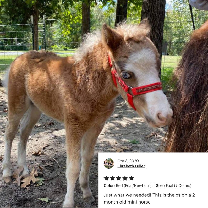 Miniature Horse Foal & Small Size Halter W/ Overlay choose Etsy