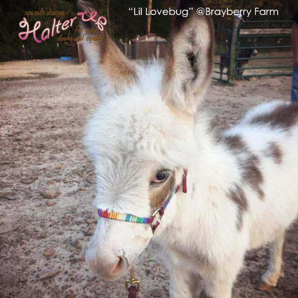 Miniature Donkey Foal & Small Size Halter w/ overlay -Choose color (for larger sizes see other listing in this shop)