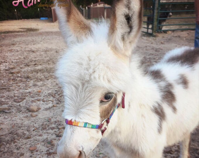 Miniature Donkey Foal & Small Size Halter W/ Overlay choose Color for